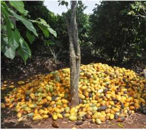 Hand Pollination programme is a silent threat to Ghana's cocoa