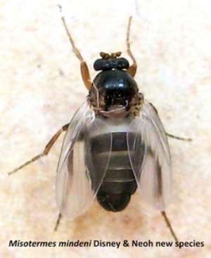 Misotermes mindeni (Disney and Neoh new species) Copyright : Universiti Sains Malaysia