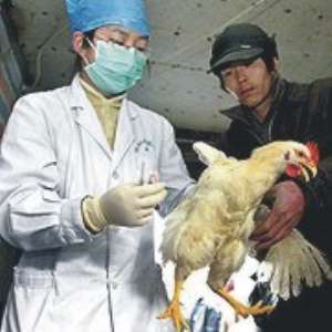 Bird flu compensation