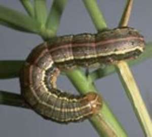 Armyworms attack Nkoranza farms