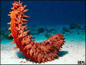 Sea cucumber new malaria weapon