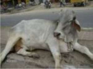 Stray cow causes accident