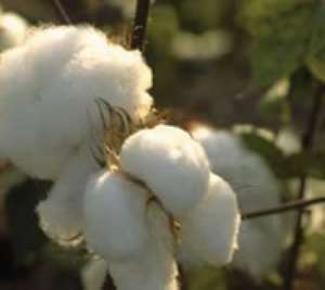 Cotton farmers worried over dying cotton industry