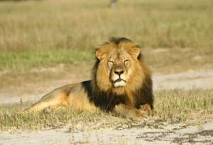 Born Free Renews Call For Decisive Action Following Tragic Death Of Cecil The Lion
