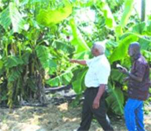 New Technology For Plantain, Banana Production