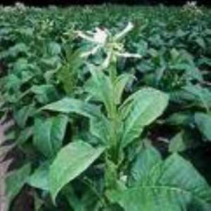 RESIST TOBACCO INDUSTRY INTERFERENCE