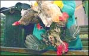Bird Flu In Nigeria Again!