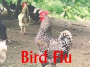 Bird flu virus 'now in two forms'