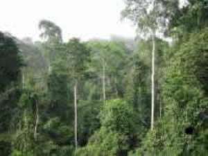 Efforts to restore lost vegetation initiated