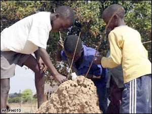 Zimbabweans Eat Termites To Survive