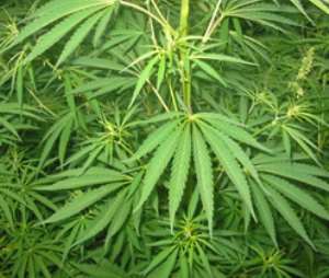 Cannabis worth 10m from Ghana seized in UK