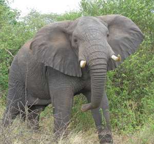 Animals Are Also Angry With John Mahama