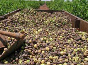 Jatropha harvest in Ghana