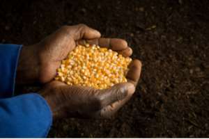 GMOs: African Seeds Are Not Yet A Commodity!