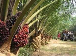 The Bug In Nigerias Palm Oil Industry