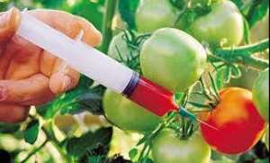 TOP TEN FACTS About Biotech/GM Crops In 2013: Global Status Of Commercialized Biotech/GM Crops: 2013