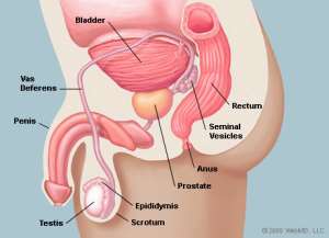 The Prostate Gland And Prostatits! What Men Should Know