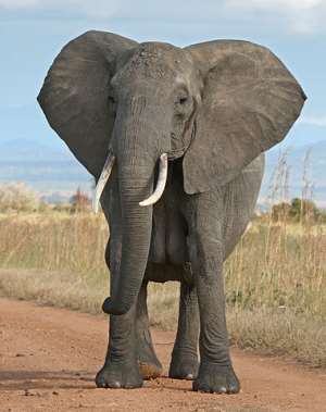 Elephants On The Loose In Upper East Region, One Person Dead!