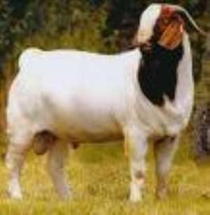 NDC lobbies with goats for political posts