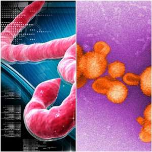 The Ebola and Lassa fever viruses