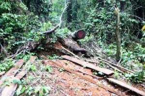 Illegal Logger Killed By Falling Tree In Tano Forest