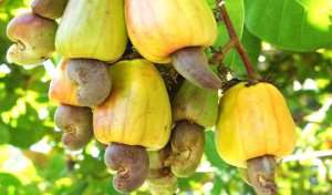 Sekyere Afram Plains To Lead Cashew Production In Ghana