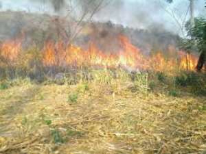 Bush Fire Cases On Ascendancy In Brong Ahafo Region