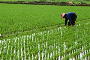 Government to revitalise the rice sector