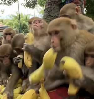 The Monkey And Banana Relationship