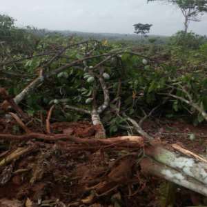Destruction Of Cocoa Farms For Rubber Plantation Causes Food Insecurity
