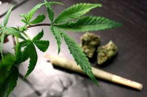 Oral Ingestion of Marijuana: A Promising Treatment for Malaria, Chronic Pain, and Sleep Disorders