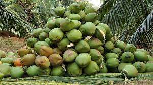 Coconut: The Cocoa Of Southern Volta