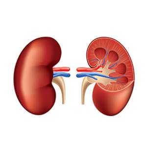 March Is Kidney Awareness Month