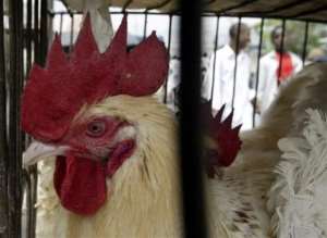 Ashanti RCC takes measures to contain bird flu