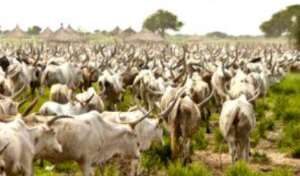 UER: Over 150,000 cattle entered Ghana to graze, chiefs must scrutinise the Fulanis to avoid Jihadists infiltratation — Regional Minister