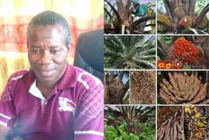Gov't To Distribute Over 40,000 Hybrid Oil Palm Seedlings To Farmers