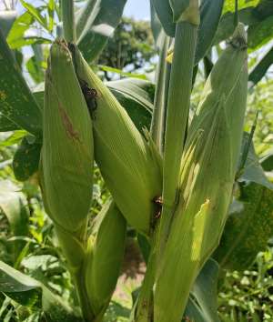 Farmright Ventures field, 2024