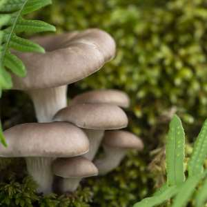 Mushroom Cultivation in Ghana: A Pathway to Sustainable Agriculture and Livelihoods