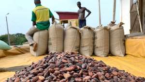 GH¢4.2bn released to clear cocoa farmers’ arrears