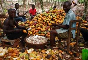 Selling The Best Cocoa For Less: History Predicts Doom For Silent Suffering Farmers