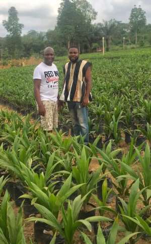 Okyeman Youth For Development Congratulates Artisanal Palm Oil Millers And Outgrowers