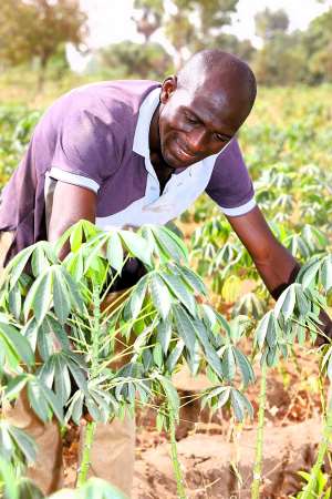 A cassava seed entrepreneur