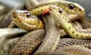 HOT AUDIO: Kpandai SHS students battle with snakes after rainstorm