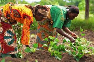 1.2 Million Smallholder Farmers In Ghana And Burkina Faso To Benefit From A New Cooperation Between BMZ And AGRA