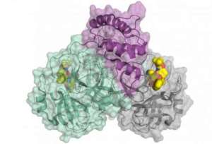 Coronavirus: BESSY II Data Accelerates Drug Development
