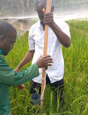 CSIR scientists develop soil water monitoring device for rice farmers