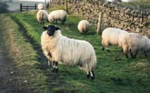 Warning for UK farmers after bird flu discovered in a sheep