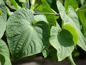 Vanuatu Kava: A Natural Remedy for Stress and Anxiety