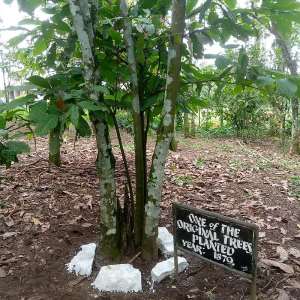 Tetheh Quarshie, The Mystery of Swallowed Cocoa Seeds