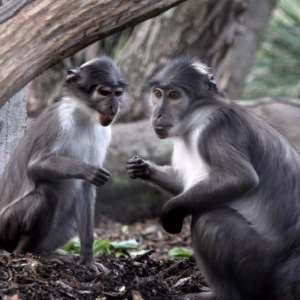 Zoo Theft Attempt Foiled When Monkeys Fight Back